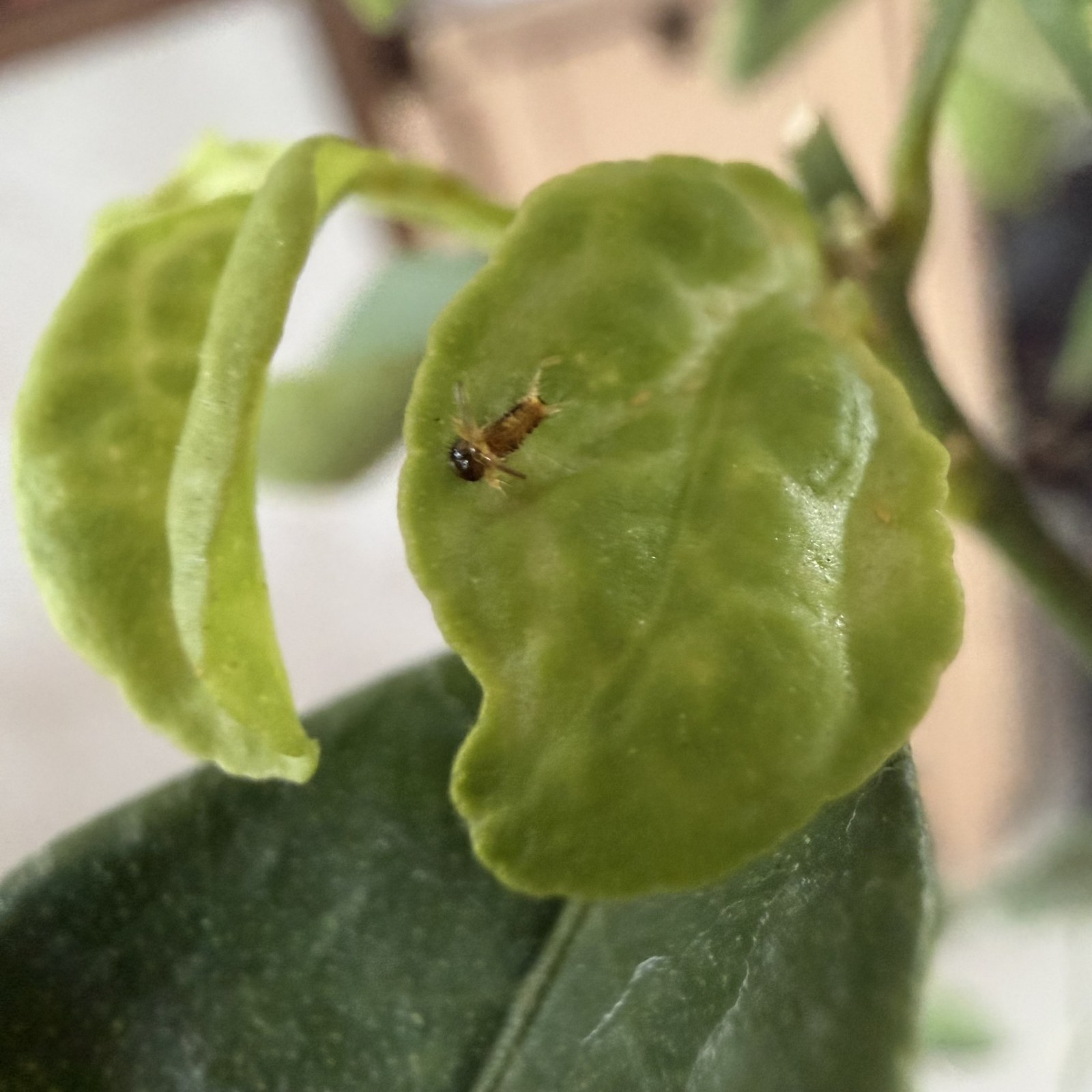 A tiny caterpillar on a curled green lime leaf