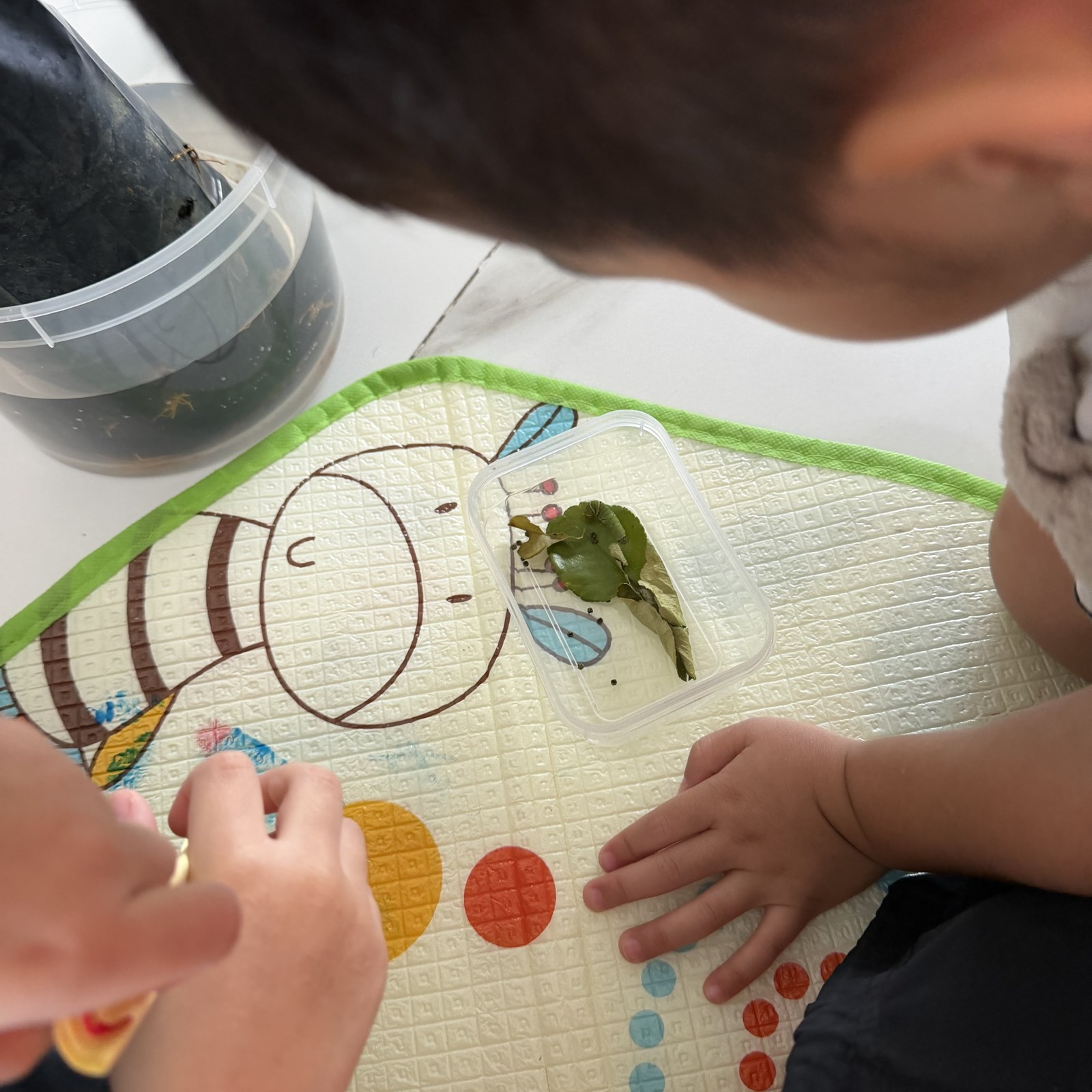 A child looking closely at leaves on a tray